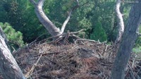 Île de Hilton-Head - Nid d'aigle
