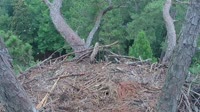 Hilton Head Island - Orle gniazdo