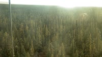 Delta Junction - Fort Greely - Taïga