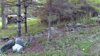 Lewisboro - Wolf Conservation Center - Wilki