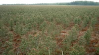 Itatinga - Lobo - Eukalyptusplantage