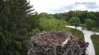 Falmouth - Waquoit Bay Reserve - Osprey Nest