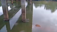 Cayce - Congaree River
