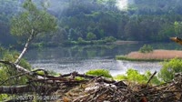 Quechee - VINS Nature Center - Plikųjų erelių lizdas