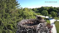 Falmouth - Waquoit Bay Reserve - Nido del falco pescatore