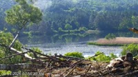 Quechee - VINS Nature Center - Nido di aquila calva