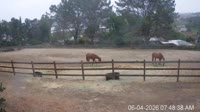 San Diego - Stallo per il parto