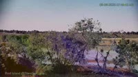 Westminster - Standley Lake Regional Park - Aquile calve