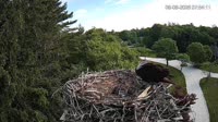 Falmouth - Waquoit Bay Reserve - Osprey Nest