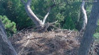 Hilton Head Island - Nido d'aquila