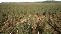 Itatinga - Lobo - Eukalipto plantacija