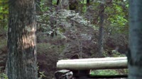 Lewisboro - Wolf Conservation Center
