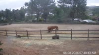 San Diego - Foaling stall