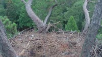Hilton Head Island - Eagle nest
