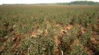 Itatinga - Lobo - Plantacja eukaliptusa