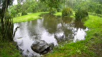 Galapagai - Galapagų vėžlys