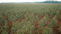 Itatinga - Lobo - Eucalyptus plantation