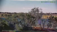 Westminster - Standley Lake Regional Park - Aquile calve