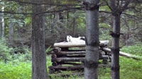 Lewisboro - Wolf Conservation Center