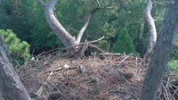 Hilton Head Island - Nido d'aquila