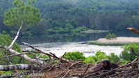 Quechee - VINS Nature Center - Nido di aquila calva