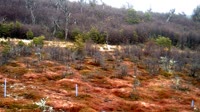 Navarino - Puerto Williams - Omora Ethnobotanical Park