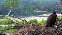 Quechee - VINS Nature Center - Orły bieliki