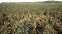 Itatinga - Lobo - Plantacja eukaliptusa