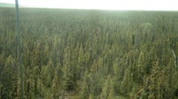 Delta Junction - Fort Greely - Tajga