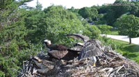 Falmouth - Waquoit Bay Reserve - Osprey Nest