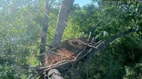 Loudoun - Dulles Greenway - Erelio lizdas