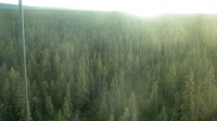 Delta Junction - Fort Greely - Taiga