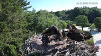 Falmouth - Waquoit Bay Reserve - Nid de balbuzard pêcheur