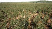 Itatinga - Lobo - Plantation d'eucalyptus
