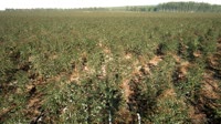 Itatinga - Lobo - Plantacja eukaliptusa