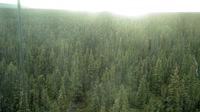 Delta Junction - Fort Greely - Taiga