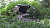 Lewisboro - Wolf Conservation Center
