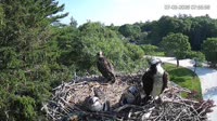 Falmouth - Waquoit Bay Reserve - Nido del falco pescatore