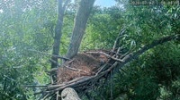 Loudoun - Dulles Greenway - Nido d'aquila