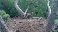 Hilton Head Island - Nido d'aquila