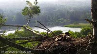 Quechee - VINS Nature Center - Nido di aquila calva