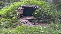 Lewisboro - Wolf Conservation Center - Wilki