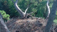 Hilton Head Island - Orle gniazdo