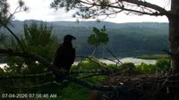 Quechee - VINS Nature Center - Orły bieliki