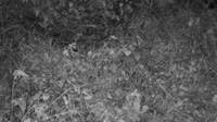 Lewisboro - Wolf Conservation Center