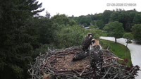 Falmouth - Waquoit Bay Reserve - Osprey Nest