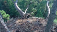 Hilton Head Island - Eagle nest