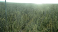 Delta Junction - Fort Greely - Taiga