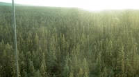 Delta Junction - Fort Greely - Taiga