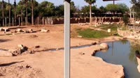Tuksonas - Reid Park Zoo